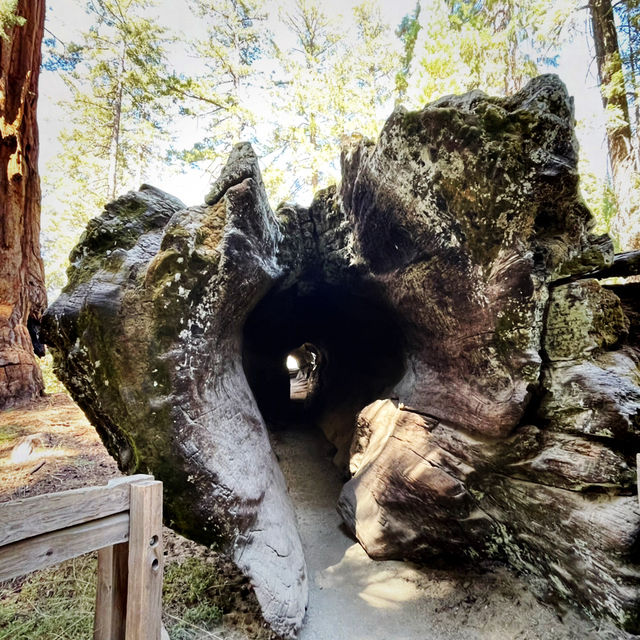 🌲 Land of Giants: Visit the General Sherman Tree 🌲