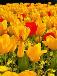 🌷 Hampton Court Palace in Bloom – The Best Time to Visit! 👑