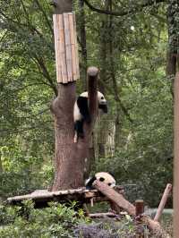 Must-visit place- Chengdu Research Base of Giant Panda Breeding