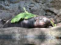 Toronga Zoo 