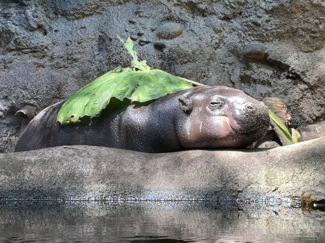 Toronga Zoo 