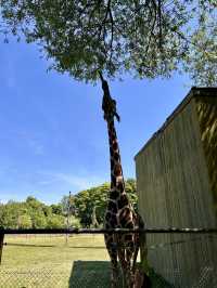 Whipsnade Zoo giraffe!