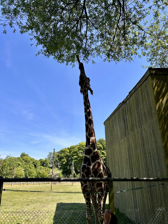 Whipsnade Zoo giraffe!