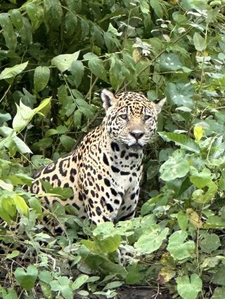 #springtravel 
🐆 The Northern Pantanal is the best place in South America to see wildlife.
If the Amazon is all about jungle and lush greenery,
then the Pantanal is all about open, wild life.
There's no dense forest here,
and animals are much easier to spot.
· jaguars by the water
· capybaras literally everywhere
· caimans on the shores
· hundreds of birds
And all this isn't in a zoo,
but in a completely wild environment.
💡 Fun fact:
The Pantanal is the largest tropical wetland in the world.
📍 Best time:
dry season (approximately May–October),
when animals gather by the water
and the chance of seeing a jaguar is highest.
This place isn't about "sights,"
but about the feeling of being inside a documentary.   