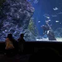 Bangkok's Best Aquarium