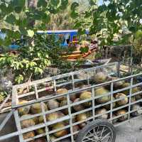 Mekong Delta Tour 