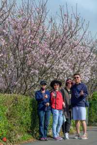 Spring cherry blossom viewing, Taipei's Yangmingshan welcomes a colorful feast.