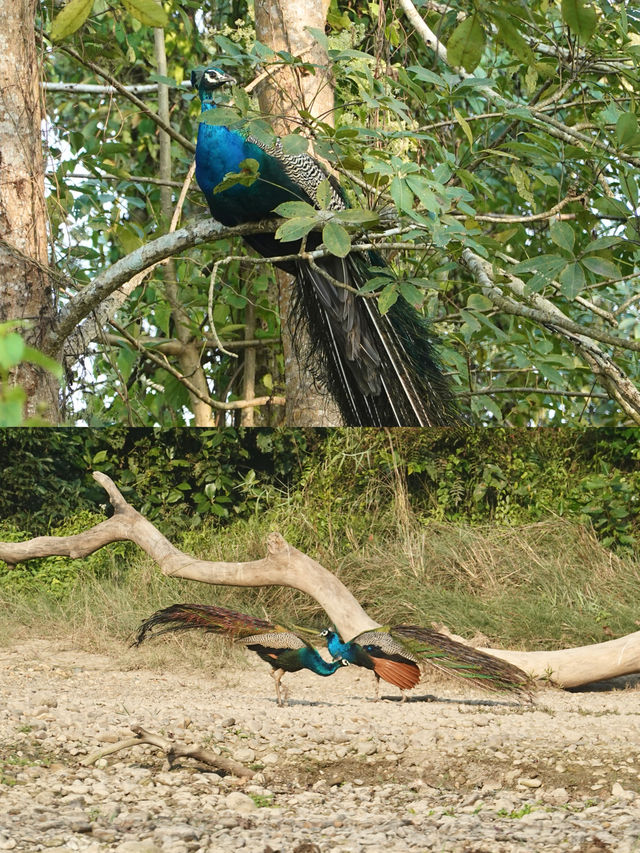 狂野奇特旺,叢林裡追逐遺產級的亞洲獨角犀牛 狂野奇特旺,叢林裡追逐遺產級的亞洲獨角犀牛
