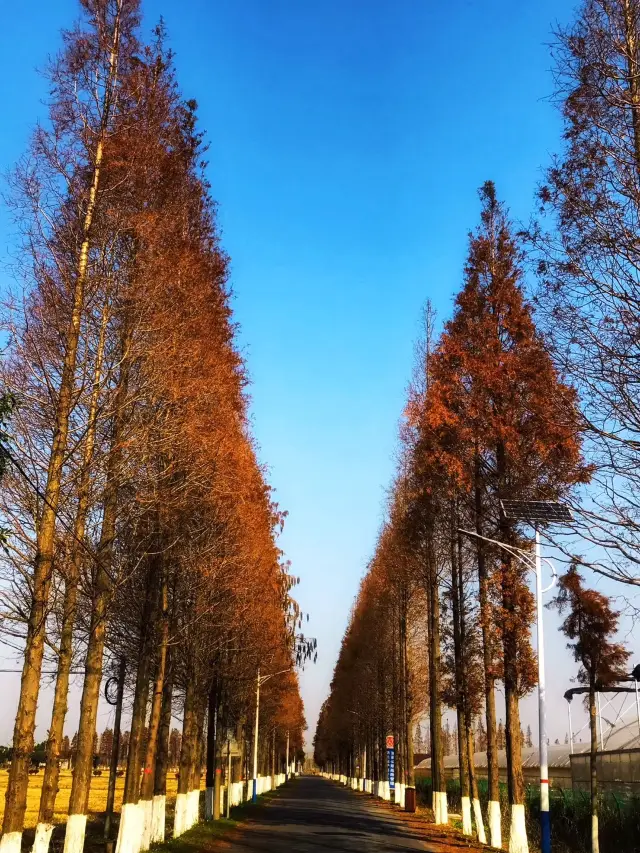 秋冬に青溪郊野公園にチェックインしましょう