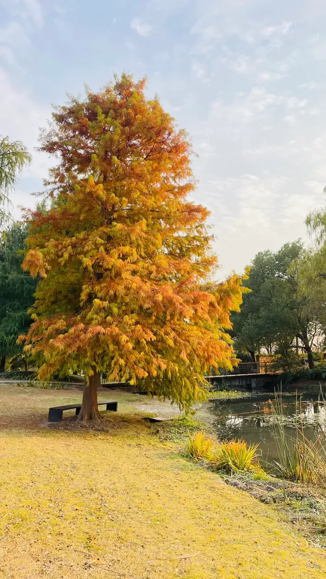 這不是瑞士!這是在上海! 這不是瑞士!這是在上海!