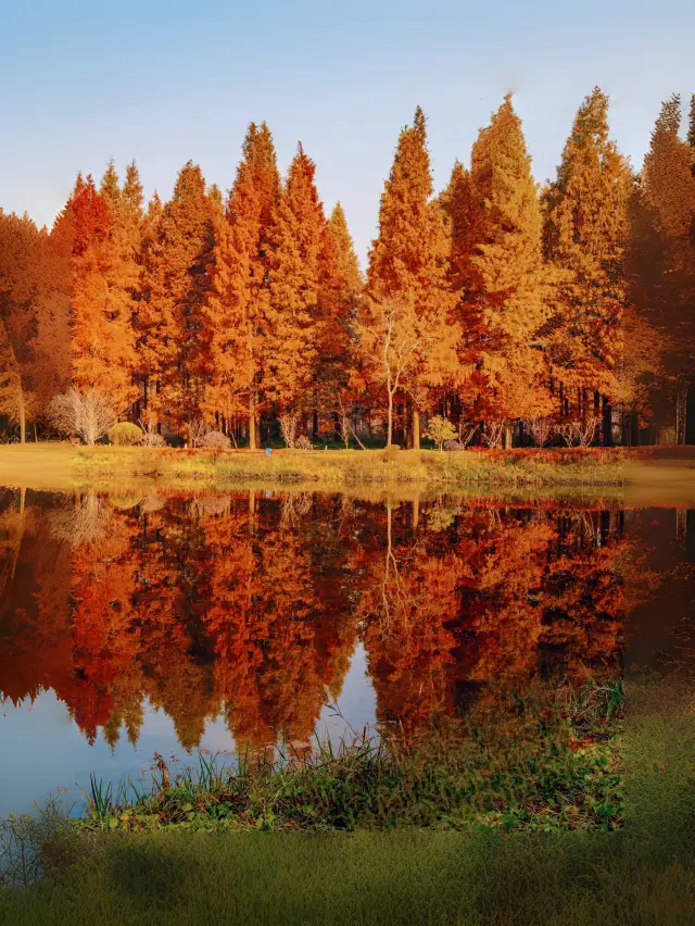 江苏の盐城で最も美しい秋の風景：見逃したら、また一年待たなければなりません！水杉の森が美しい赤色に咲きます