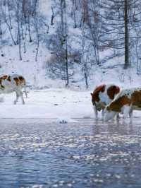 追一場北國的雪｜童話小城阿爾山冬遊指南