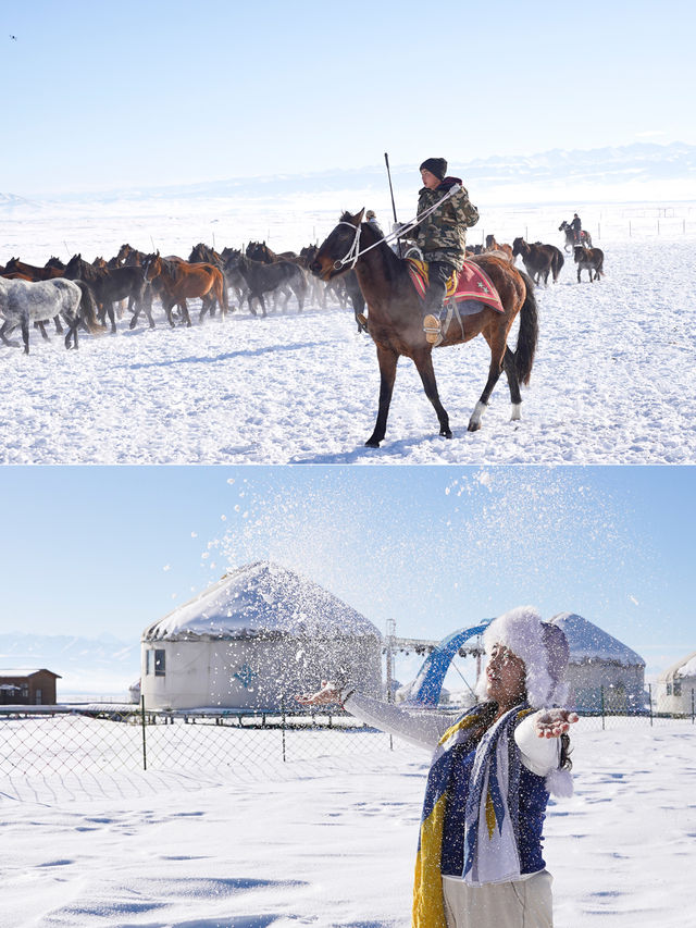 新疆伊犁昭蘇不僅有天馬還有馬踏飛雪