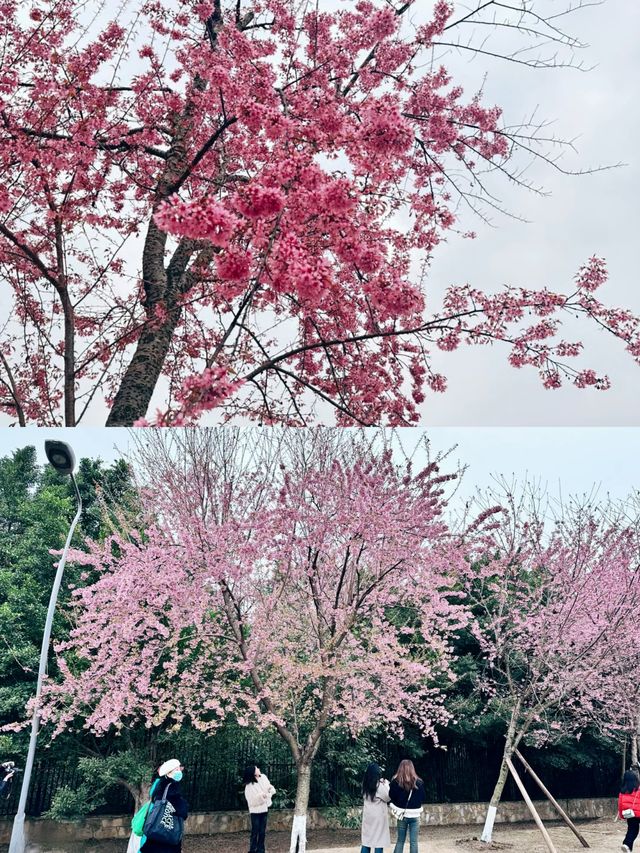 成都青龍湖濕地公園冬櫻神仙搭配附攻略