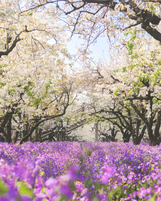 The annual Pear Orchid Festival in Suqian is worth recommending!