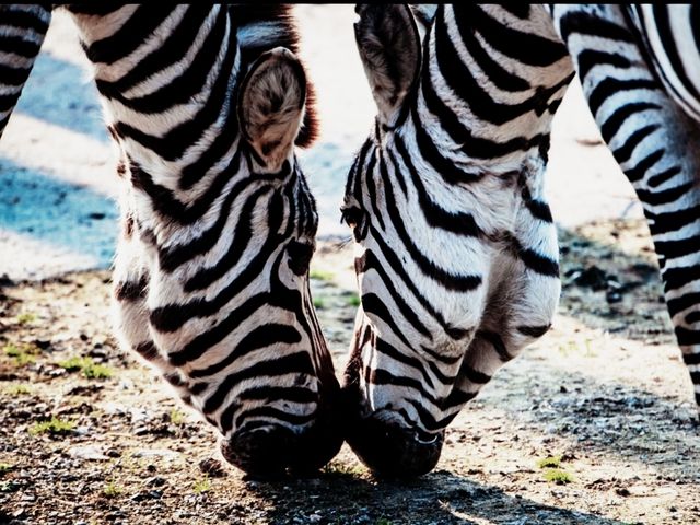 杭州野生動物世界，你去過嗎？