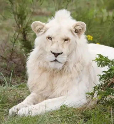 The little white lion of Nantong Forest Wildlife Zoo