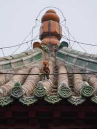 岳飛家鄉祭英魂｜湯陰岳飛廟