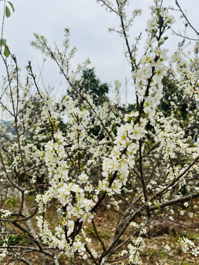 桂峰山下李花開……
