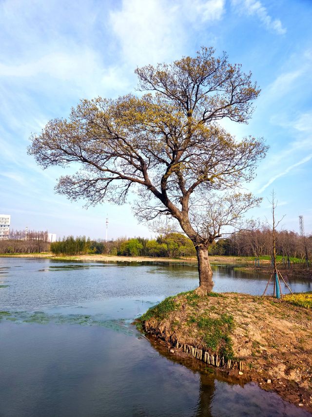 金海濕地公園，上海的“地球之腎”