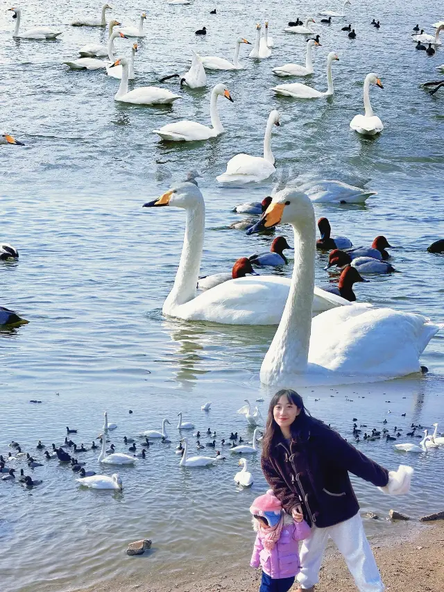 親子三日二泊の冬の旅、山東省榮成の白鳥の里へ