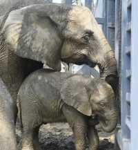 在武漢·武漢動物園新手入園攻