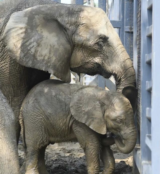在武漢·武漢動物園新手入園攻