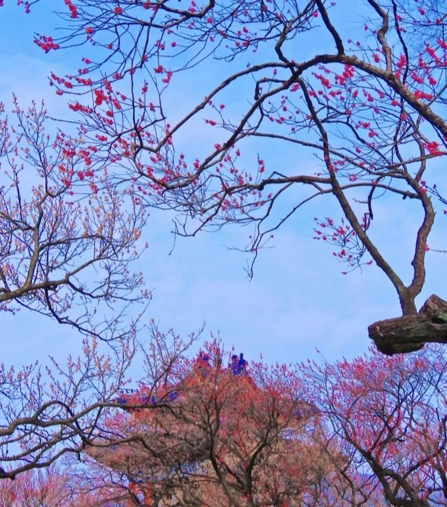 連續雨雪後的明孝陵梅花，美得讓人心疼