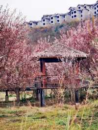 【多彩貴州】薏品田園(一):春到人間草木知
