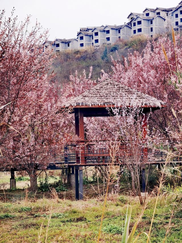 【多彩貴州】薏品田園(一):春到人間草木知