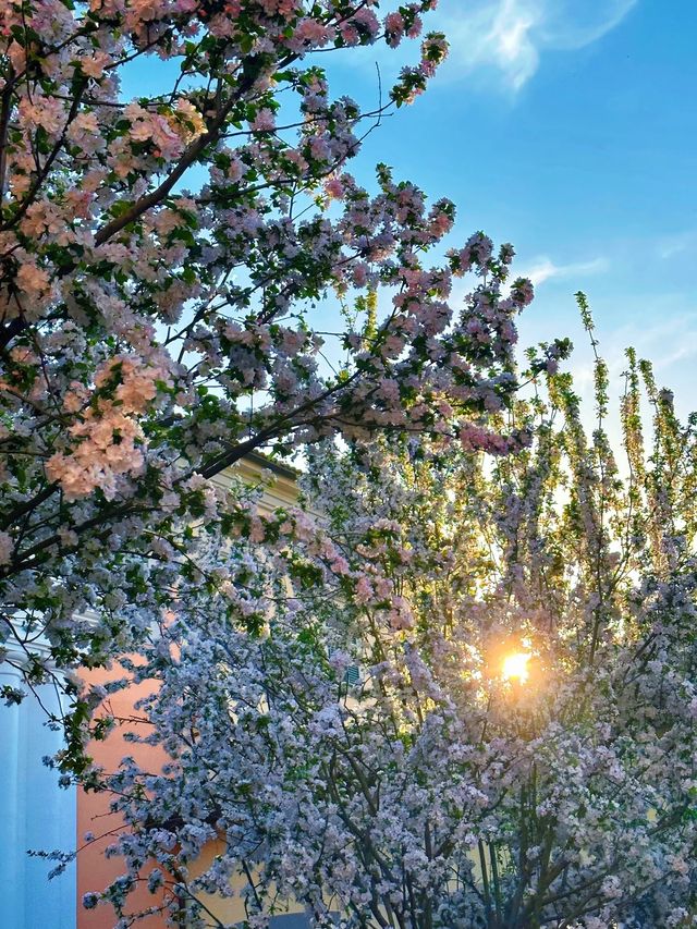 天津｜3月海棠花即將盛開附時間表|||