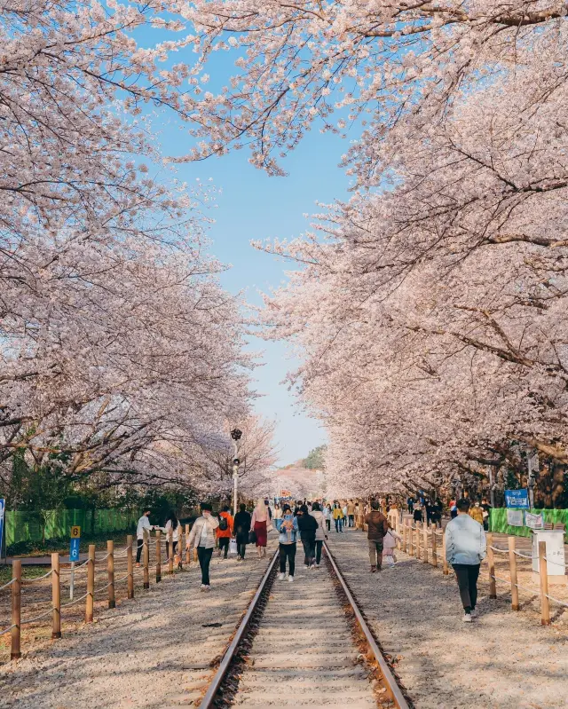 조선·진해군항제 벚꽃축제
