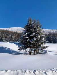 這裡不是挪威芬蘭！這裡是東北雪谷霧凇嶺！！！