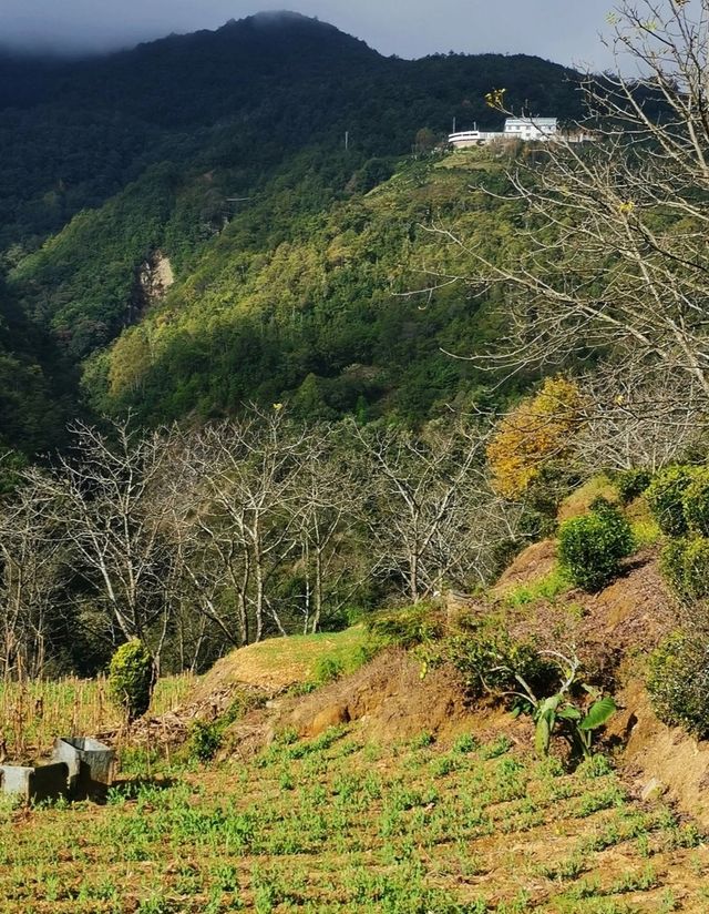 無量山：不管是江湖還是塵世，冬日裡櫻花谷品茶去