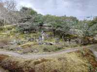 【京都·靈鑑寺·椿】