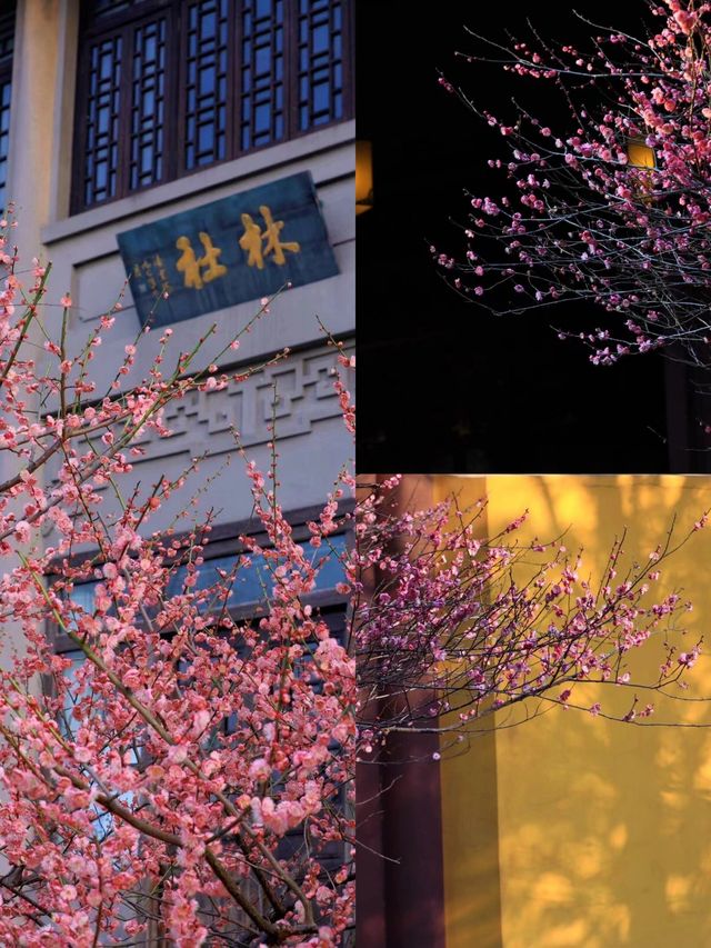 杭州的梅，如詩如畫，如夢如幻，是二月底最美的風景