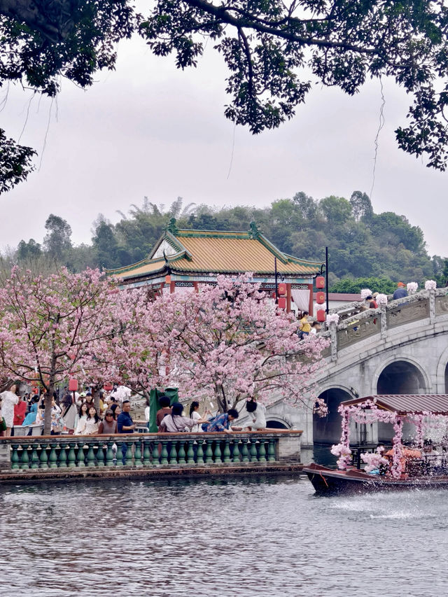 醉美櫻花季 |廣州番禺寶墨園