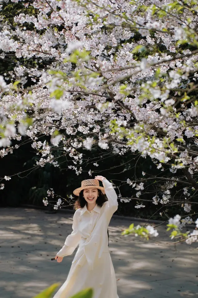 How can you not take pictures of cherry blossoms in spring, they are as beautiful as a movie!