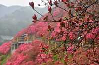 武漢黃坡雲霧山映山紅，驚豔了整個春天！