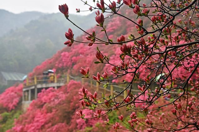 武漢黃坡雲霧山映山紅，驚豔了整個春天！