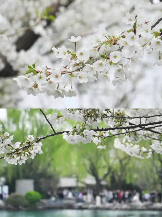 Jinan's romantic cherry blossom season is here! Here's your guide to cherry blossom viewing at Wulongtan