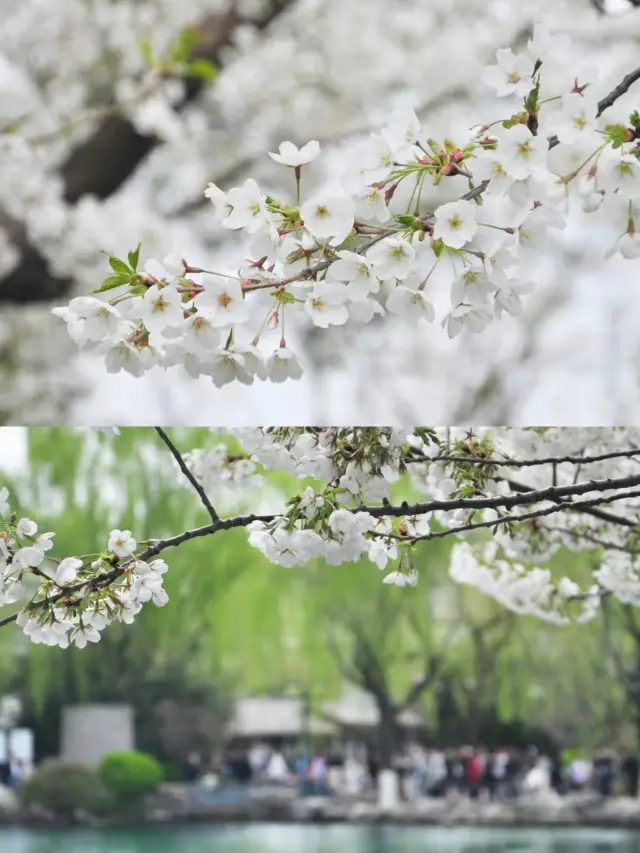 济南のロマンチックな桜の季節がやってきました！五龍潭での桜鑑賞ガイドをお見逃しなく〜