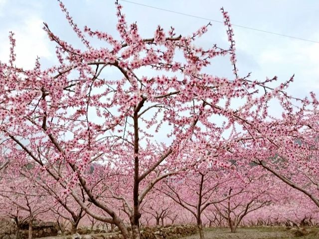 人面桃花相映紅，桃花依舊笑春風……