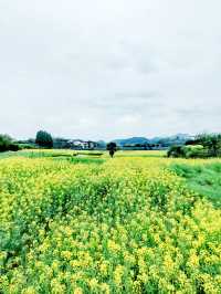 千島湖畔鰲山村，油菜花海金浪湧動