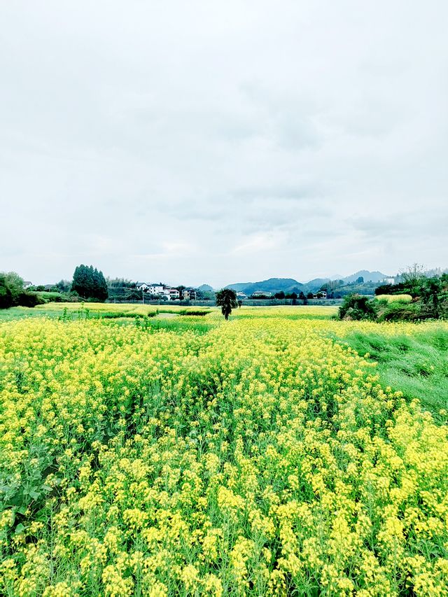 千島湖畔鰲山村,油菜花海金浪湧動 千島湖畔鰲山村,油菜花海金浪湧動