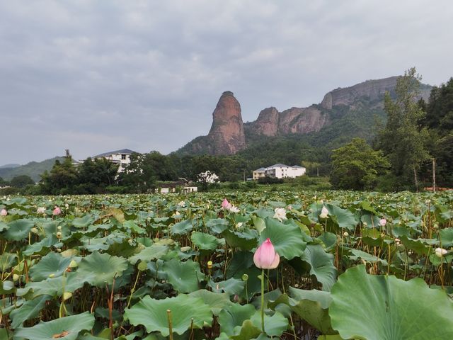 石城大畲村，百畝荷園和南廬古屋