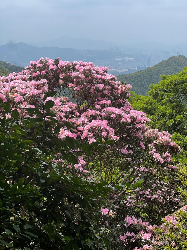 深圳輕鬆拿下梧桐山