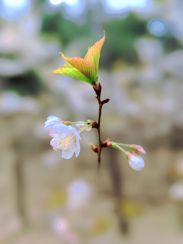 春日的青崗山九水，讓我們一起徒步山間，盡享賞花踏春之樂