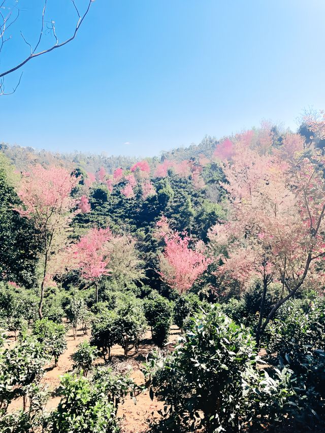 世界文化遺產～景邁山！冬櫻，茶山，雲海，日落