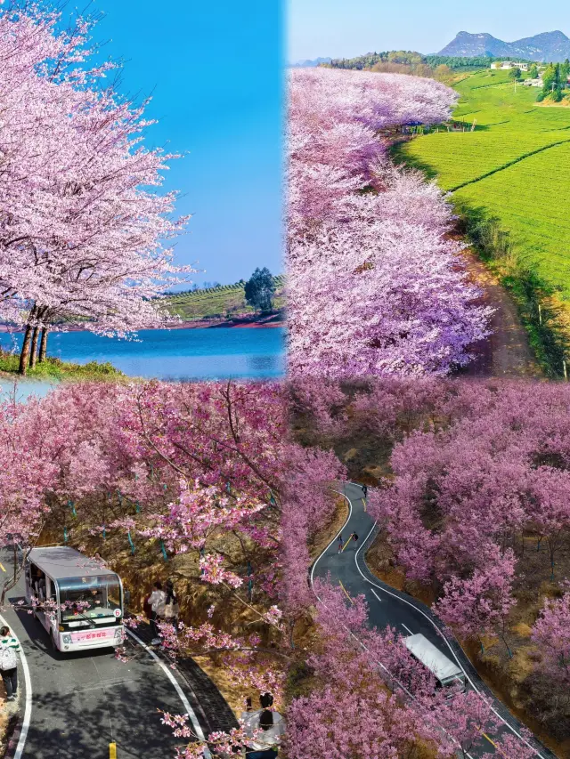 【Cherry Blossom Countdown: Pingba Cherry Blossom Garden is about to welcome its most beautiful blooming season】